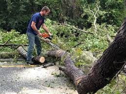 How Our Tree Care Process Works  in  Baiting Hollow, NY