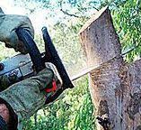 Best Root Management and Removal  in Baiting Hollow, NY