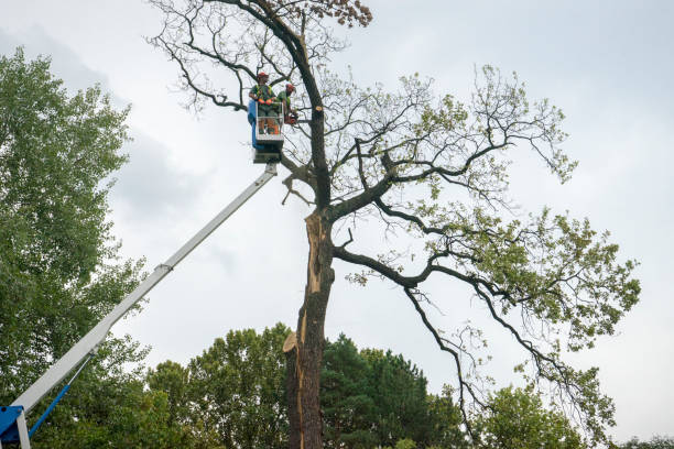 Best Arborist Consultation Services  in Baiting Hollow, NY