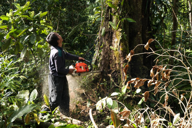 Best Tree Risk Assessment  in Baiting Hollow, NY