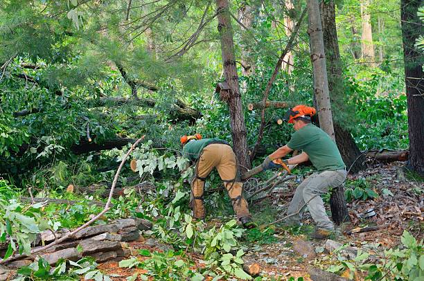 Best Tree Maintenance Programs  in Baiting Hollow, NY