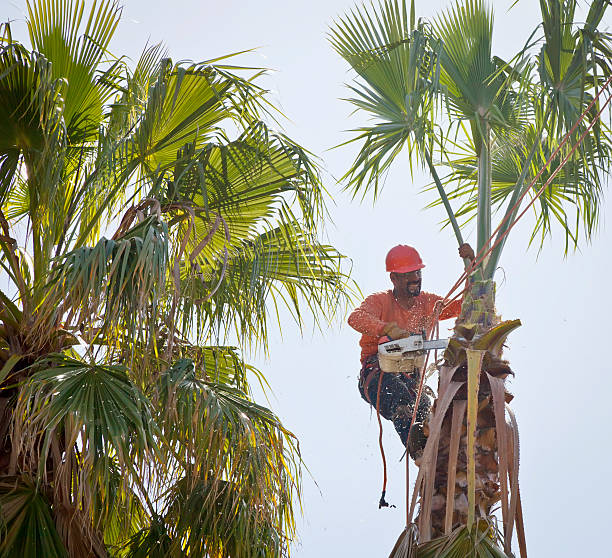 Baiting Hollow, NY Tree Services Company