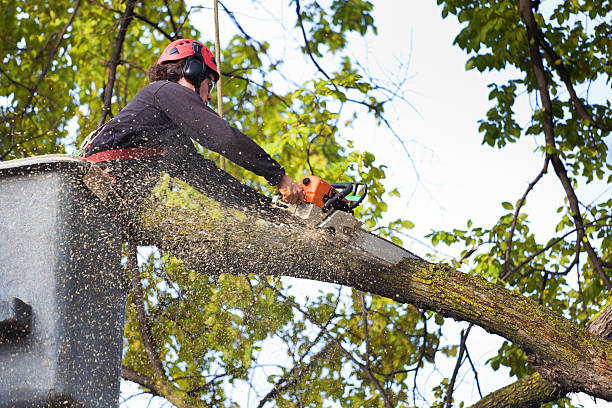 Best Tree Trimming and Pruning  in Baiting Hollow, NY