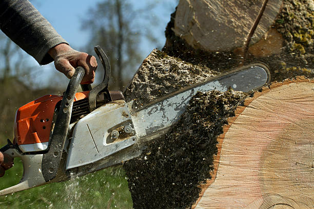 Best Fruit Tree Pruning  in Baiting Hollow, NY